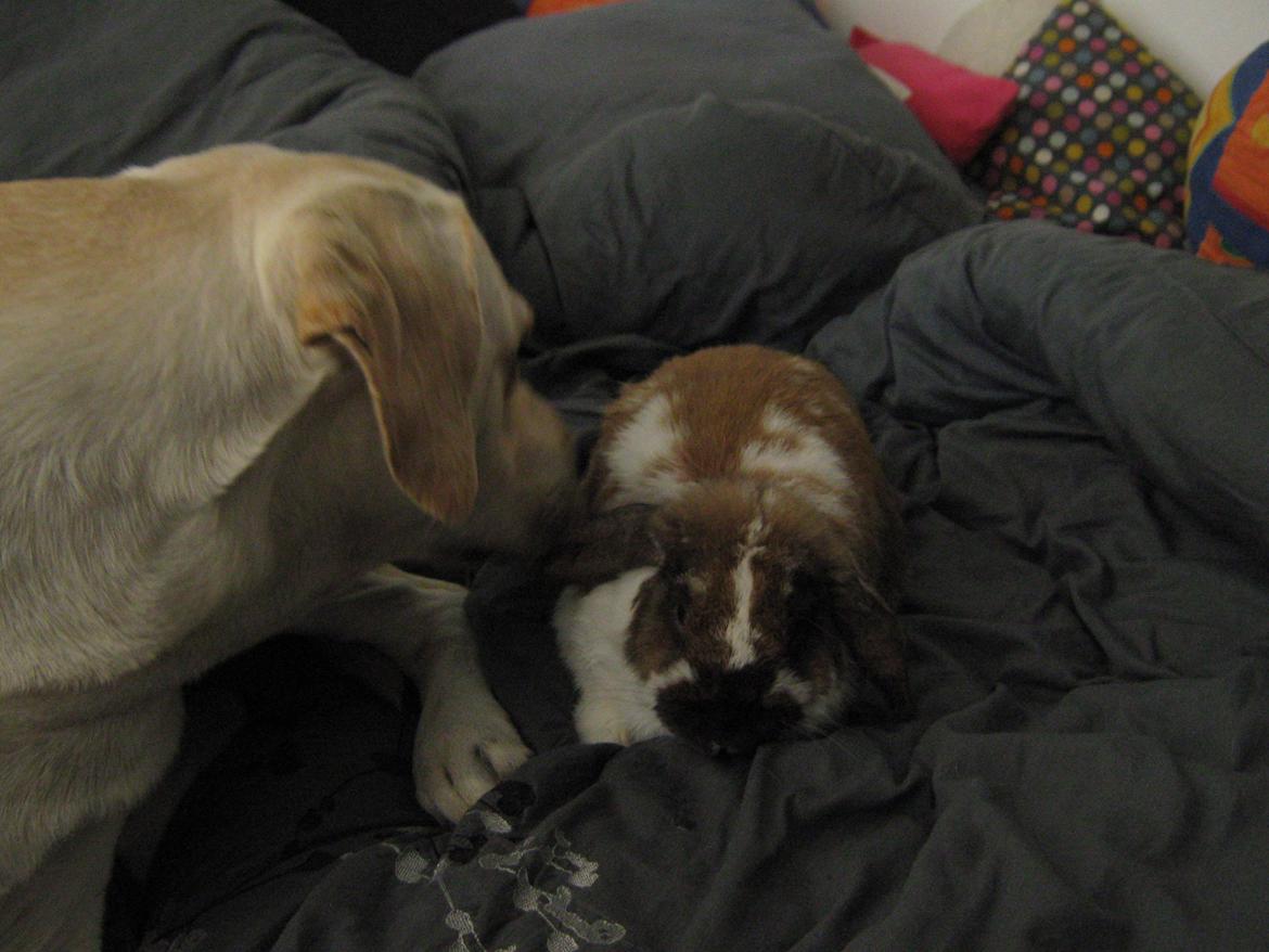 Kanin Leo fra Jægergaarden - AD!! Hundesavl på mit øre billede 7