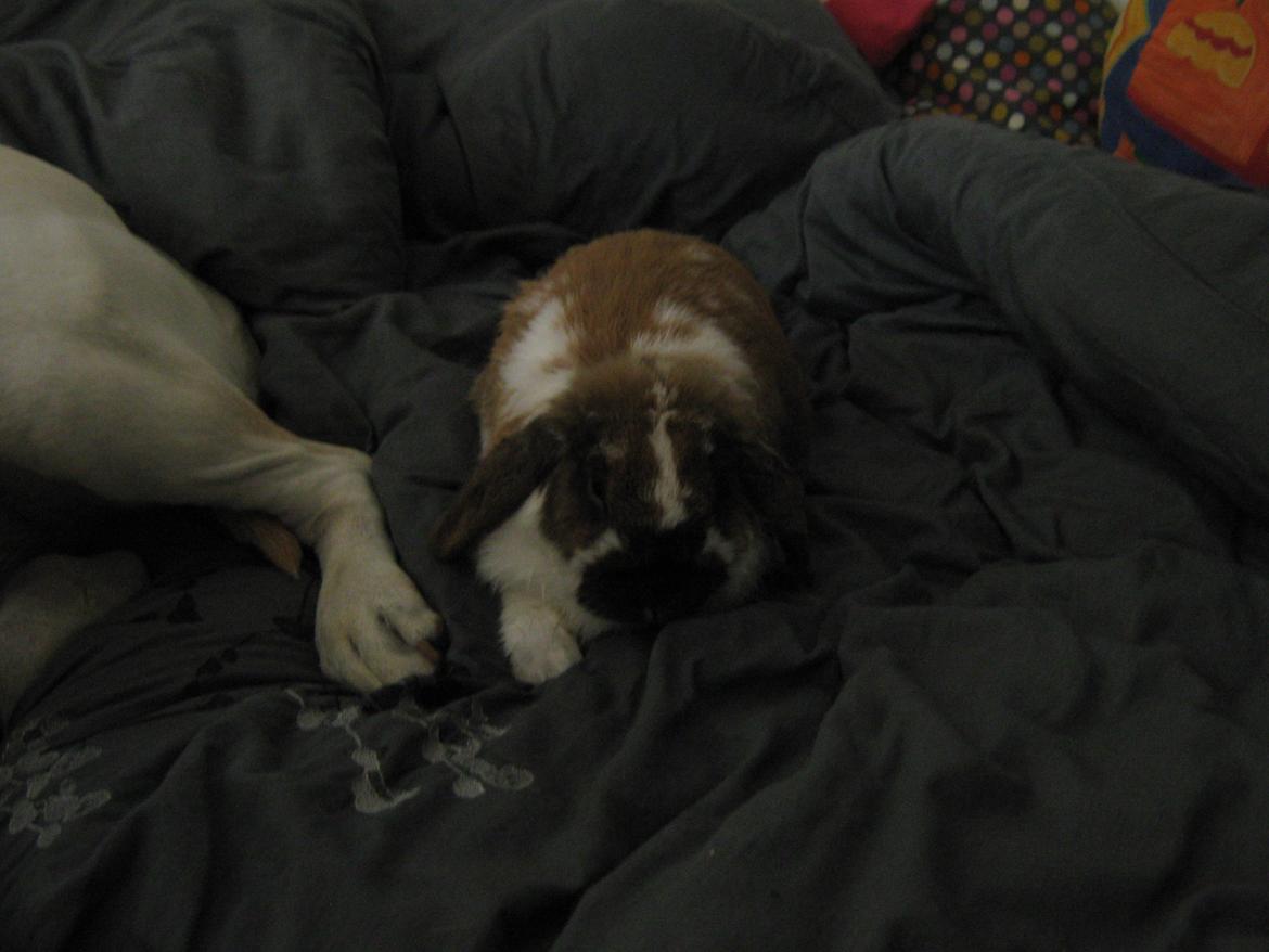 Kanin Leo fra Jægergaarden billede 8