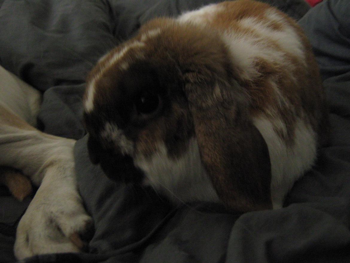 Kanin Leo fra Jægergaarden - Skulle man lige smage lidt på den lækre fod ;) billede 9