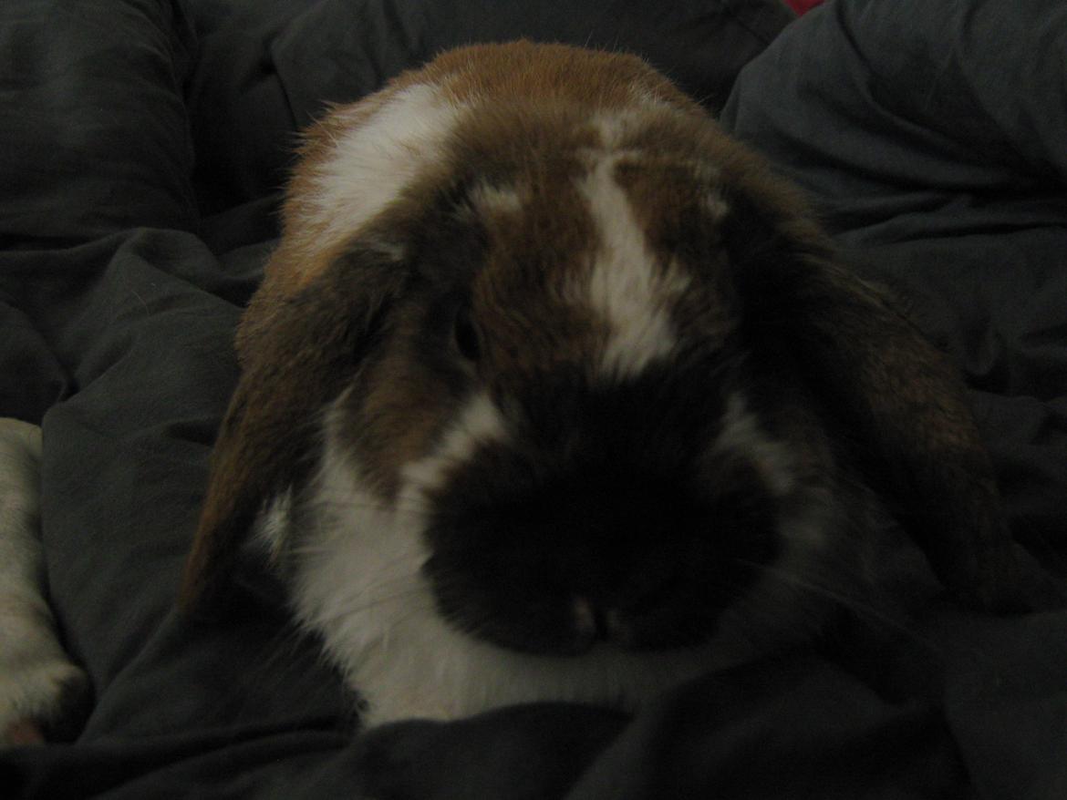 Kanin Leo fra Jægergaarden - Godnat siger Leo :) billede 10