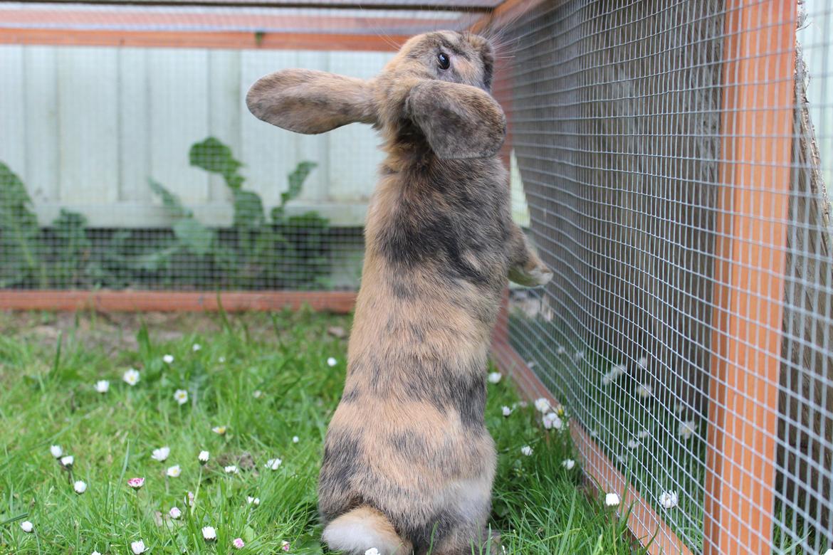 Kanin Dolls Zuera Liquria billede 4