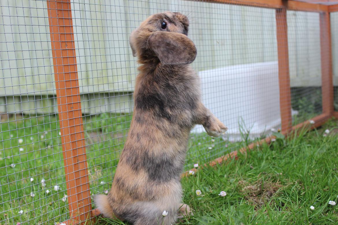 Kanin Dolls Zuera Liquria billede 7