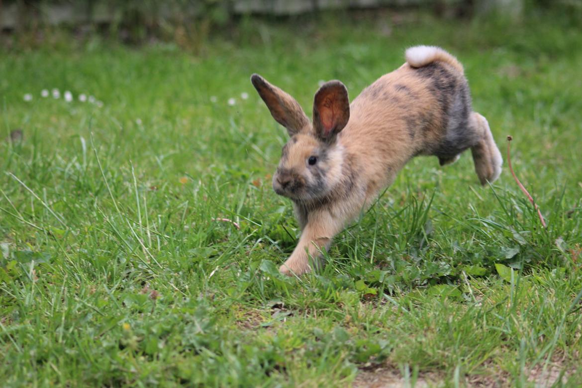 Kanin Dolls Zuera Liquria billede 18