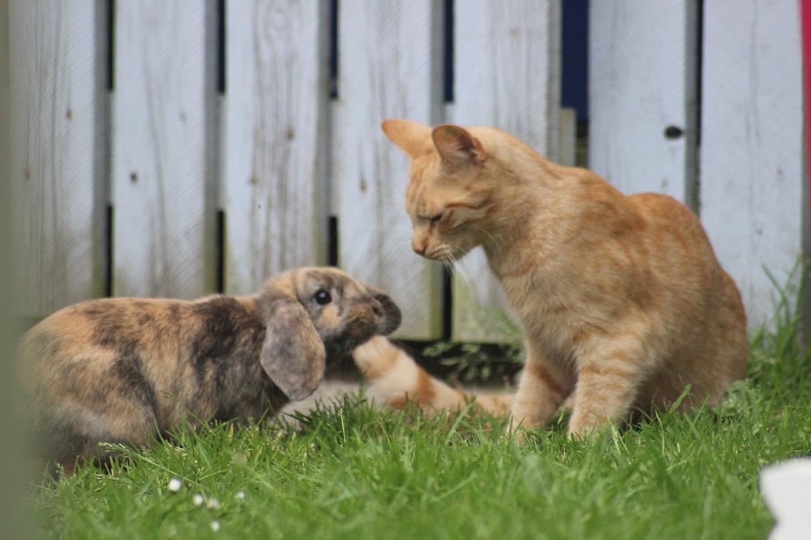 Kanin Dolls Zuera Liquria billede 13