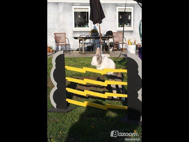 Kanin Mikados Venus billede 1