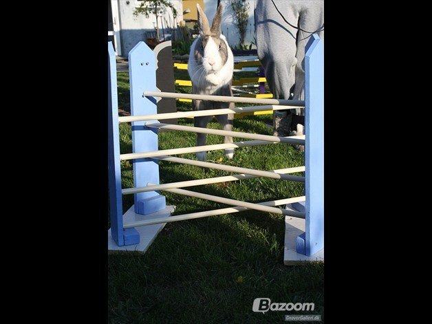 Kanin Mikados Venus billede 2