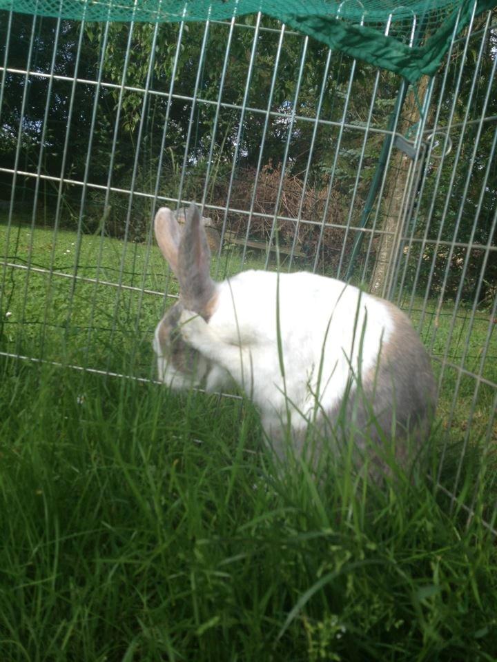 Kanin Mikados Venus billede 3