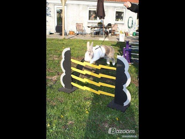 Kanin Mikados Venus billede 4