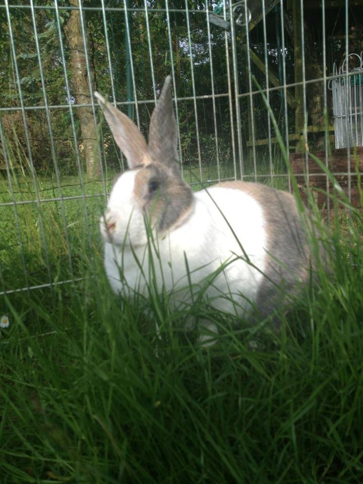 Kanin Mikados Venus billede 5