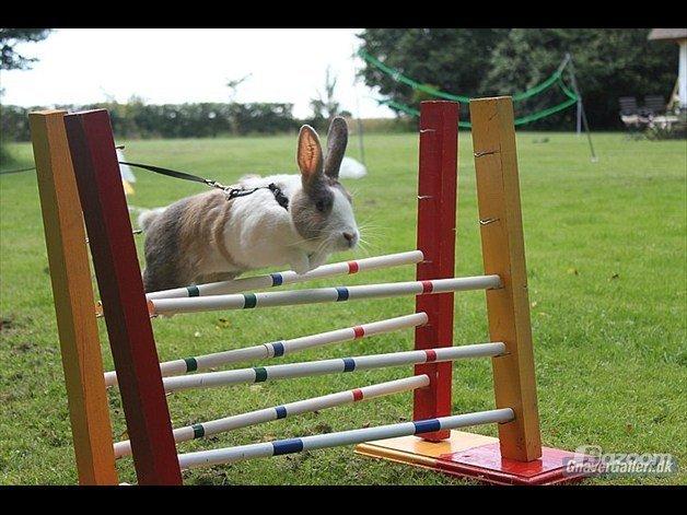 Kanin Mikados Venus billede 6