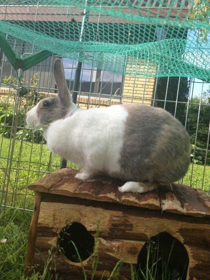 Kanin Mikados Venus billede 7