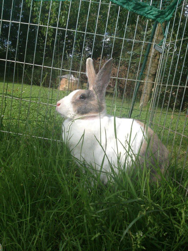 Kanin Mikados Venus billede 8