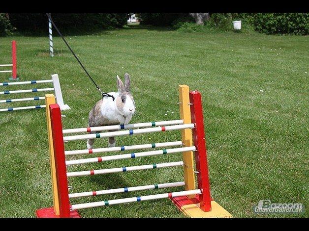 Kanin Mikados Venus billede 9