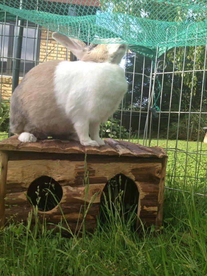 Kanin Mikados Venus billede 10