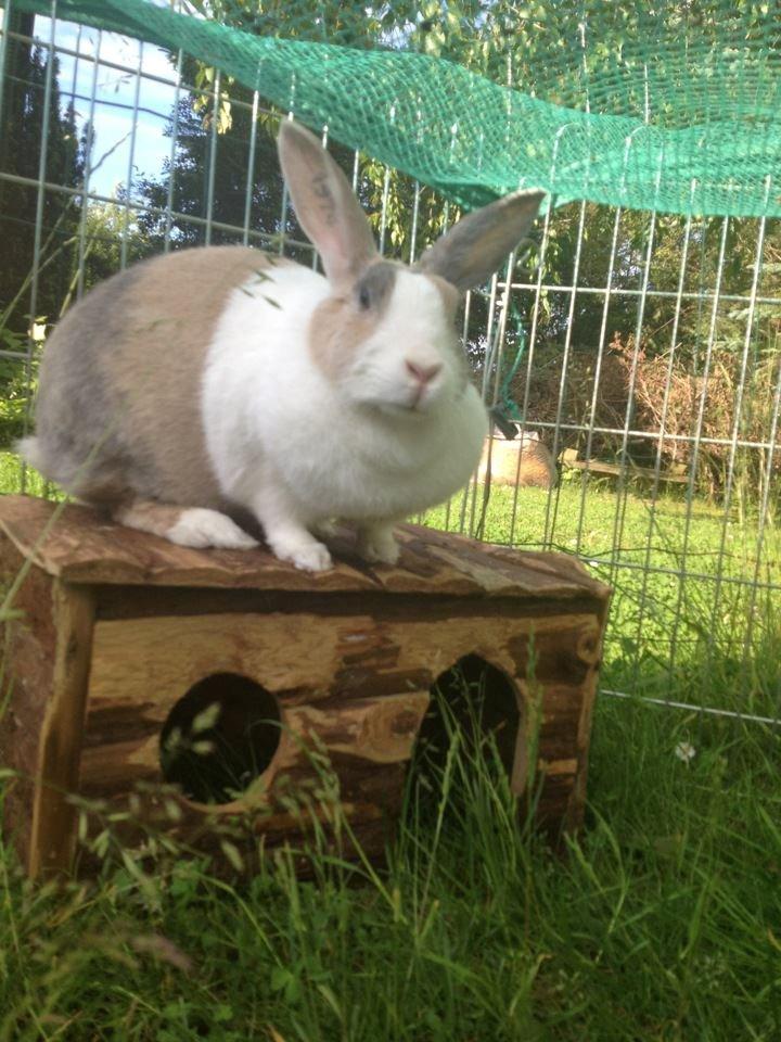 Kanin Mikados Venus billede 11