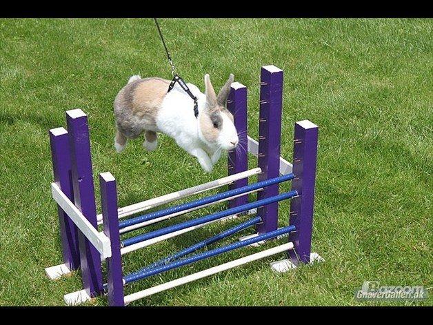 Kanin Mikados Venus billede 12