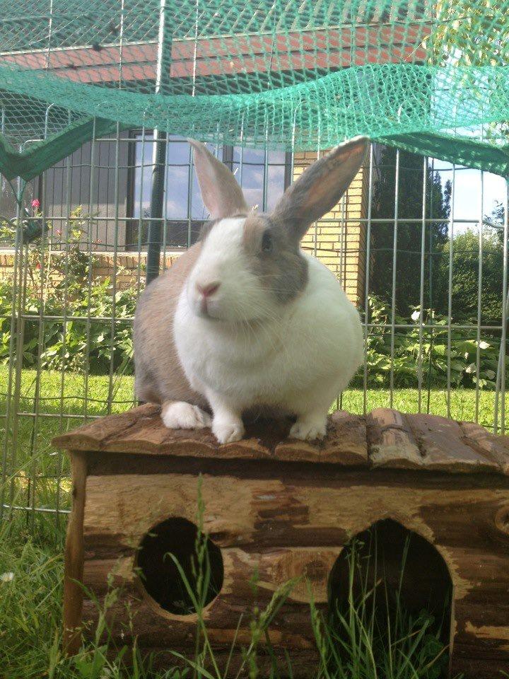 Kanin Mikados Venus billede 13