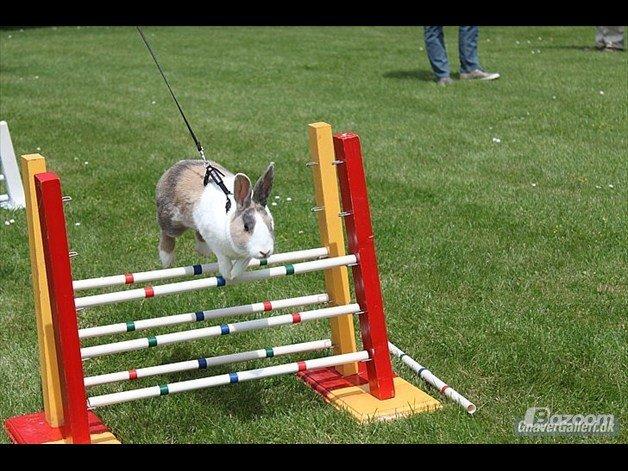 Kanin Mikados Venus billede 14