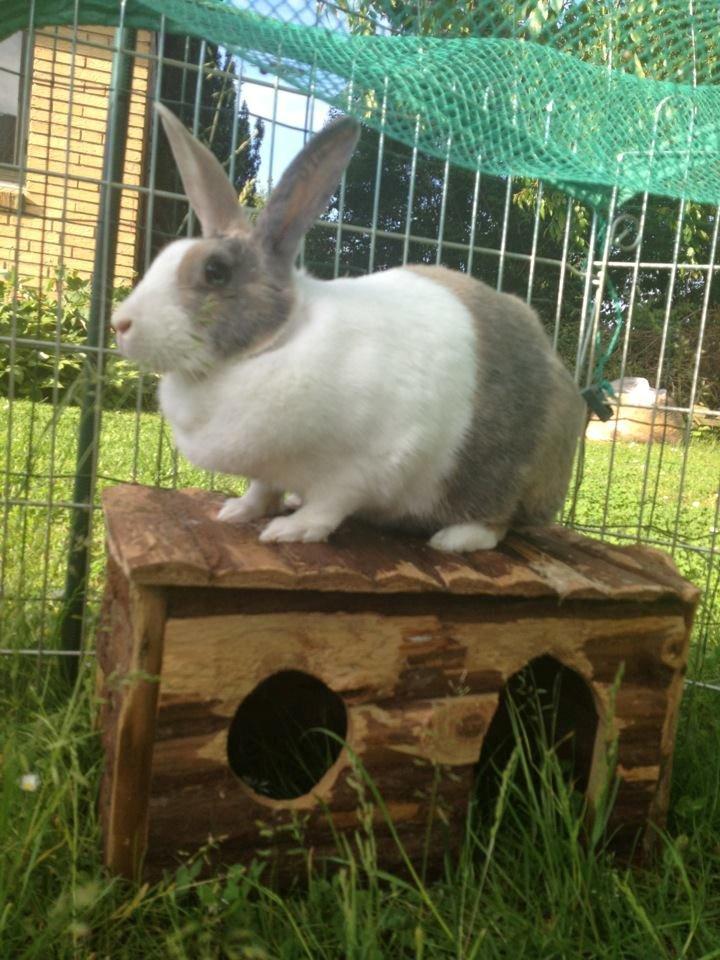 Kanin Mikados Venus billede 15