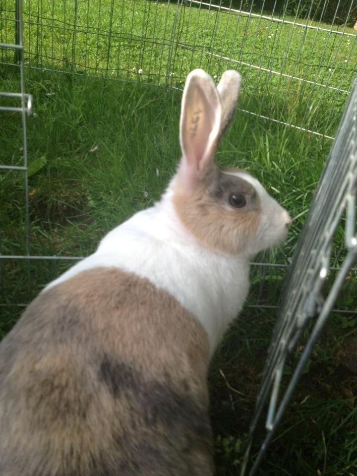 Kanin Mikados Venus billede 16