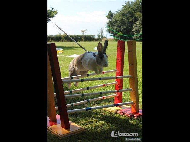 Kanin Mikados Venus billede 17