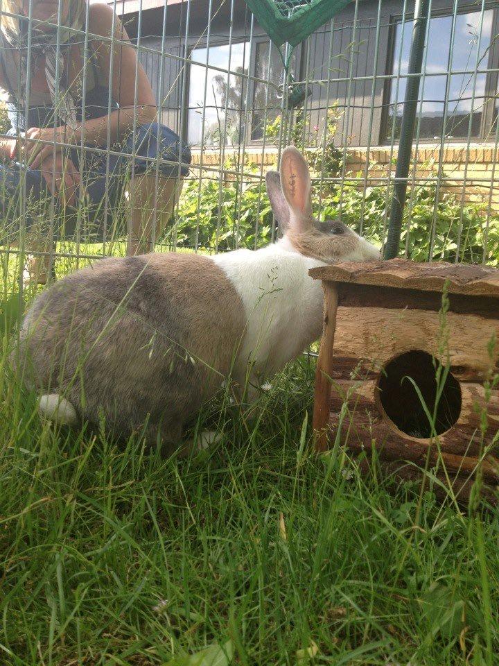 Kanin Mikados Venus billede 18