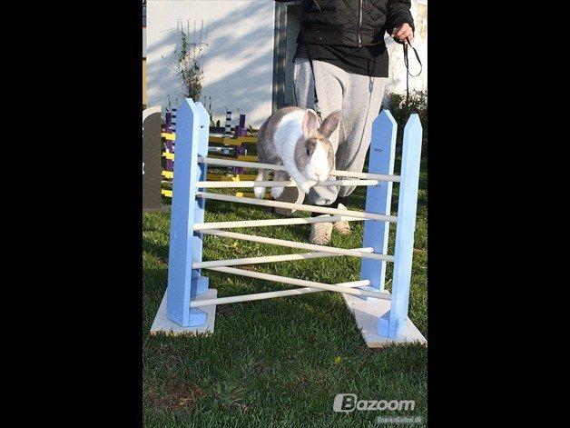 Kanin Mikados Venus billede 19