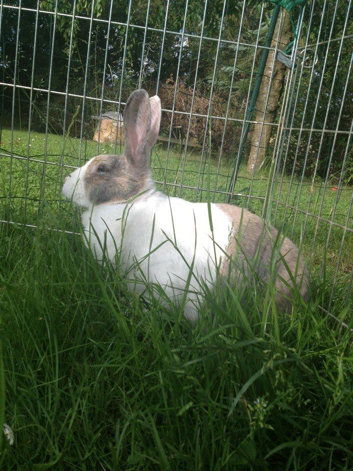 Kanin Mikados Venus billede 20