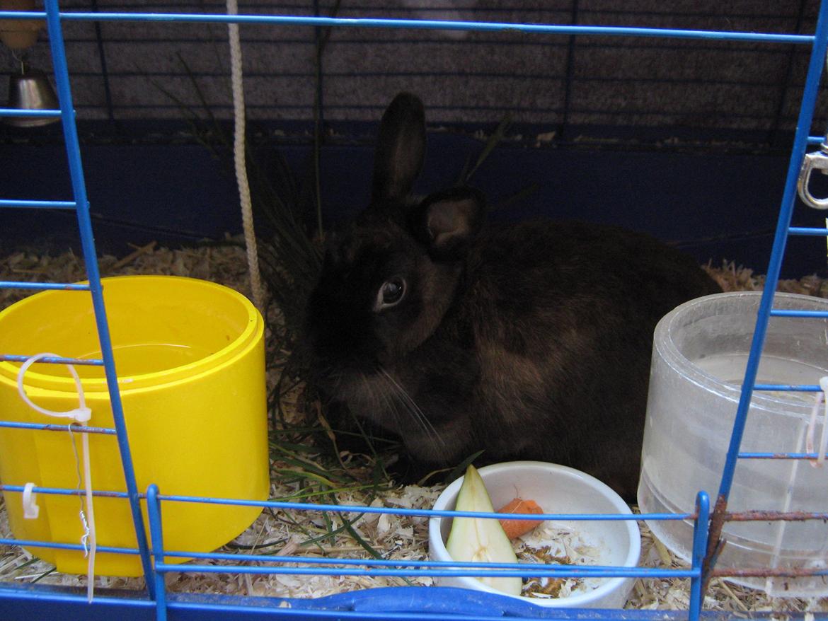 Kanin Hoppe - Velkommen til Hoppe's galleri :D billede 1