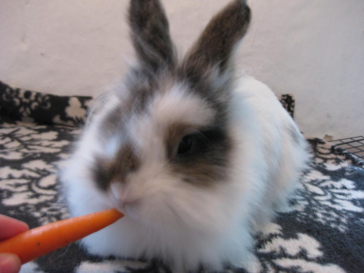 Kanin Ninka Tøsen billede 2