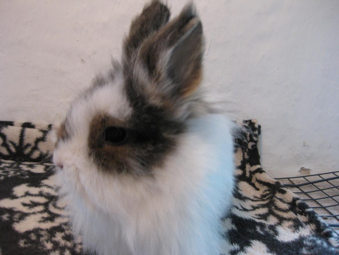 Kanin Ninka Tøsen billede 7