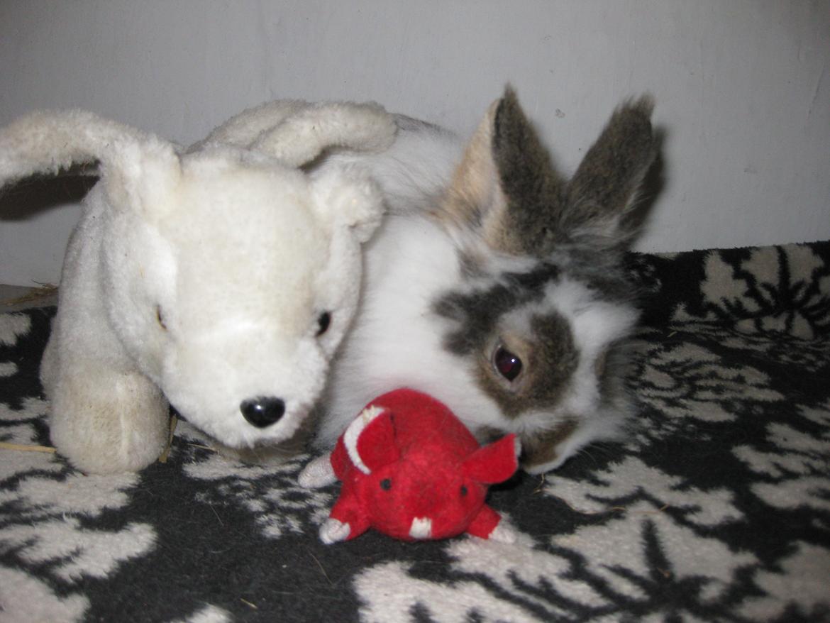 Kanin Ninka Tøsen billede 11