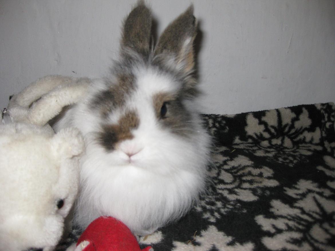 Kanin Ninka Tøsen billede 1