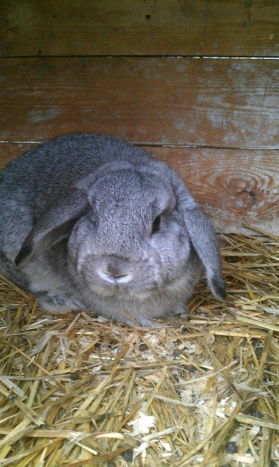 Kanin DV- Ninka. billede 1