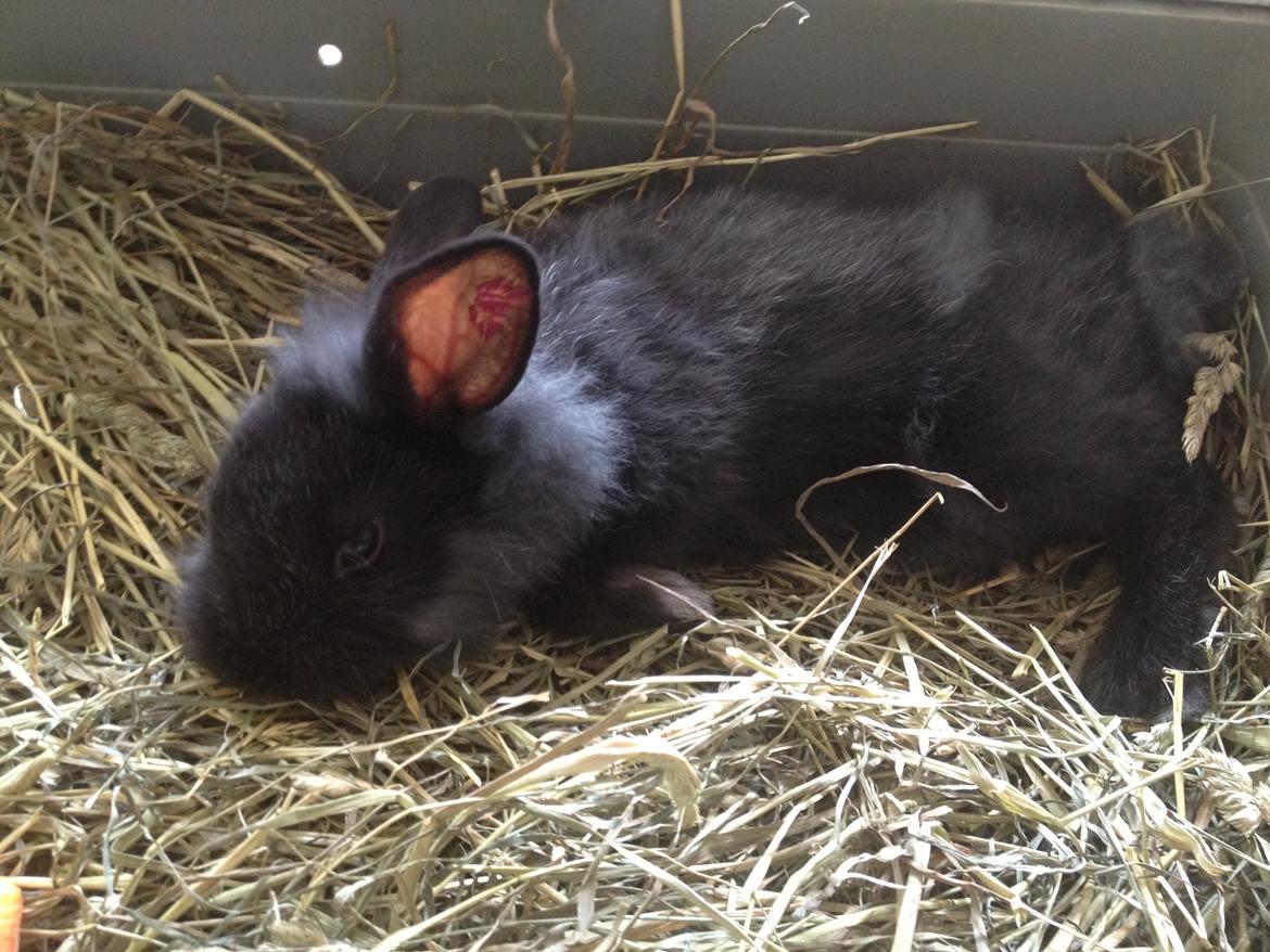 Kanin Pjulie SOLGT :-( billede 11