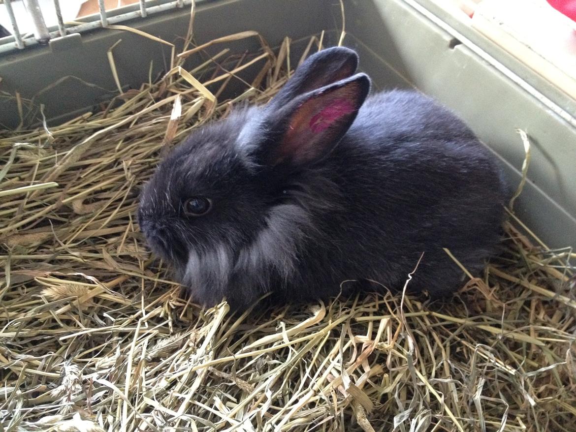 Kanin Pjulie SOLGT :-( billede 12