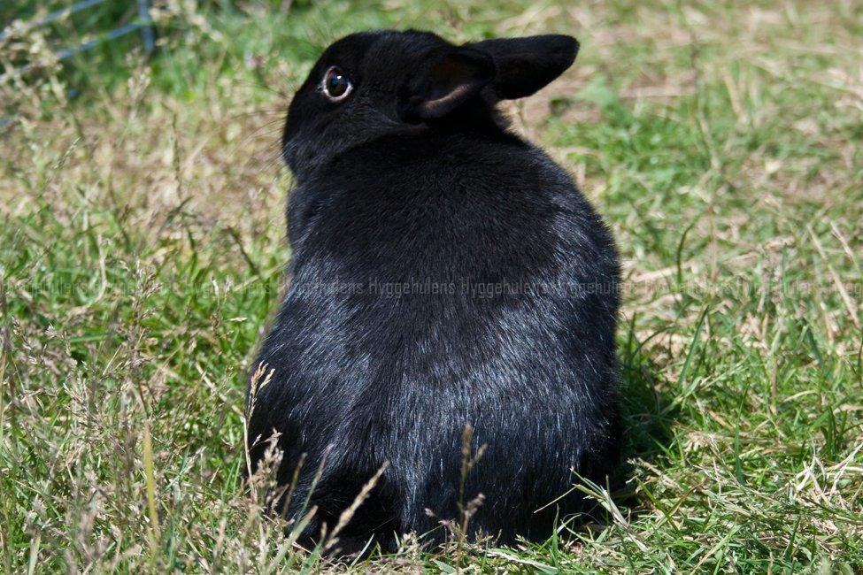 Kanin Hyggehulen's Leela † 2012 † billede 9