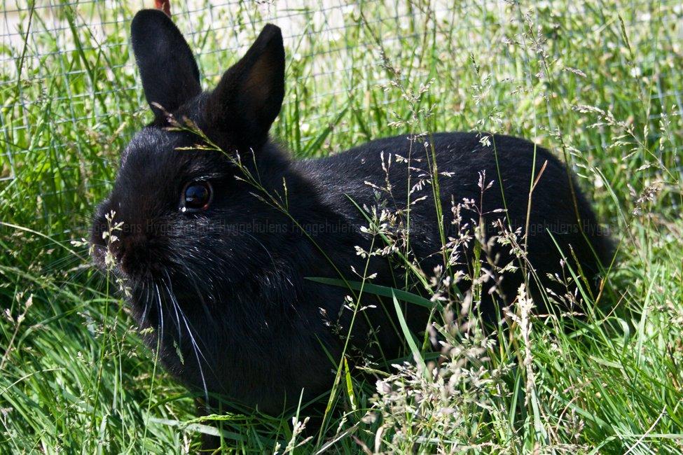 Kanin Hyggehulen's Leela † 2012 † billede 10