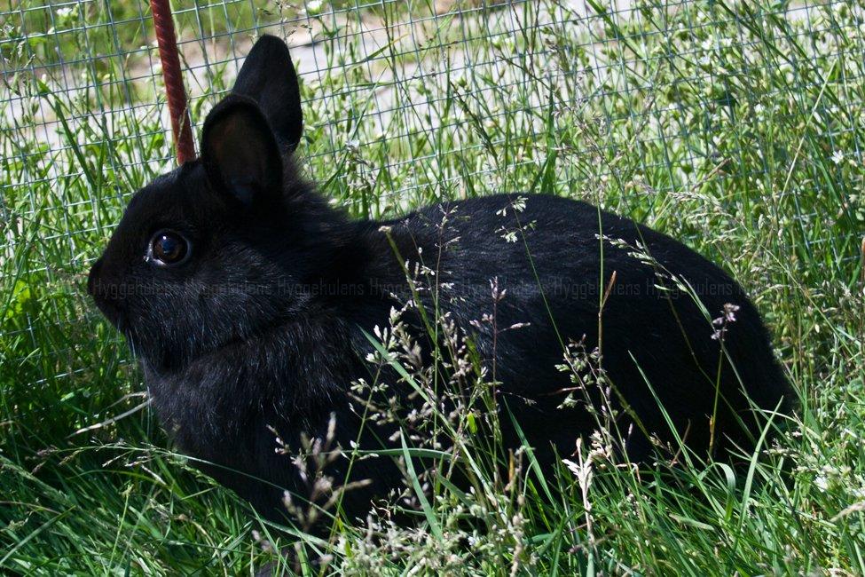 Kanin Hyggehulen's Leela † 2012 † billede 11