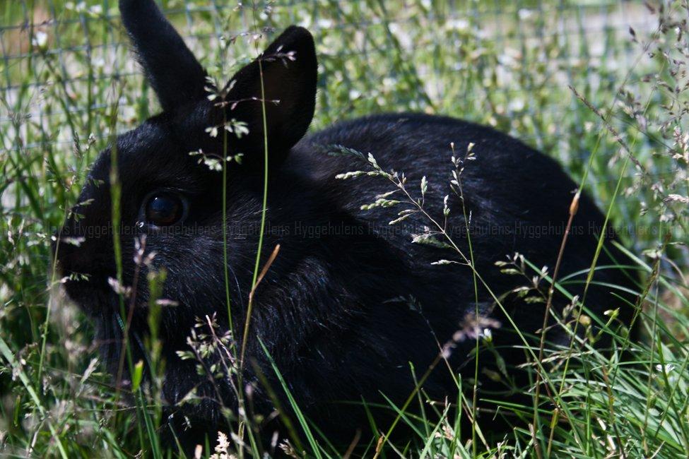 Kanin Hyggehulen's Leela † 2012 † billede 12