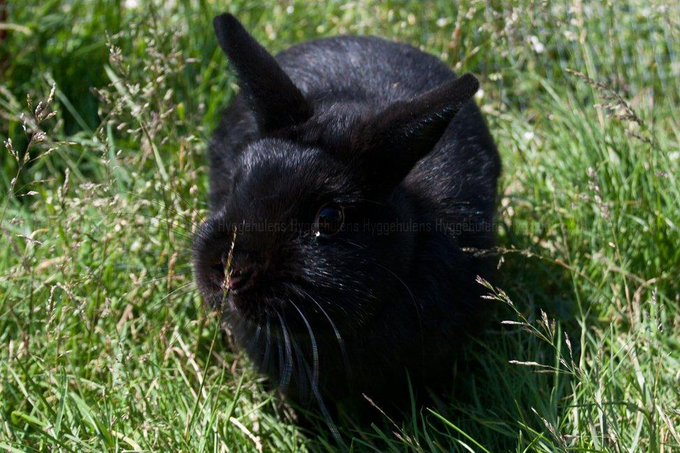 Kanin Hyggehulen's Leela † 2012 † billede 13