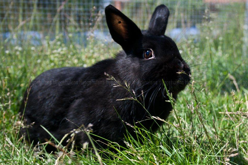 Kanin Hyggehulen's Leela † 2012 † billede 14