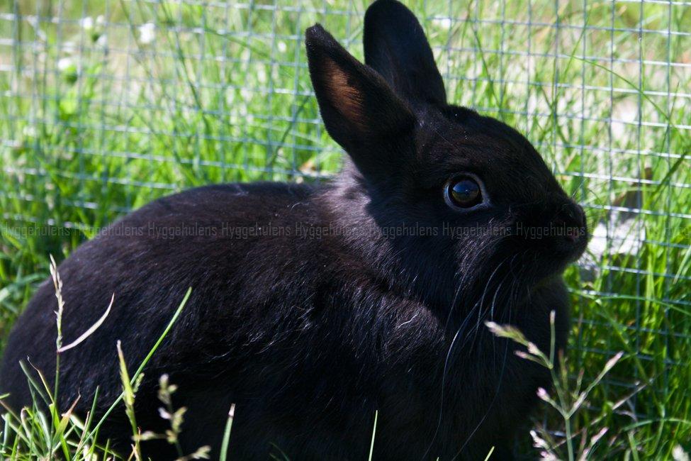 Kanin Hyggehulen's Leela † 2012 † billede 15