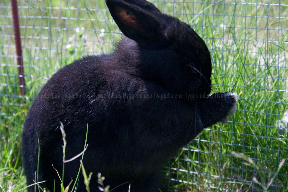 Kanin Hyggehulen's Leela † 2012 † billede 16