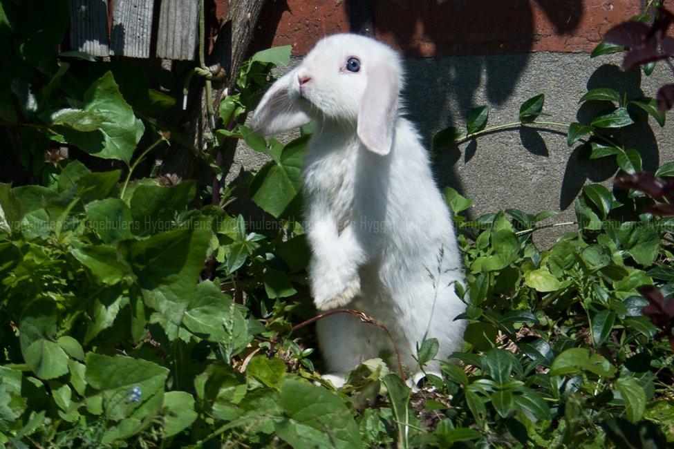 Kanin Hyggehulen's Barbosa billede 11