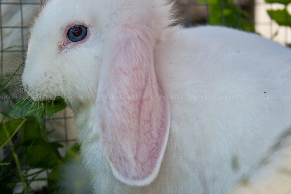 Kanin Hyggehulen's Barbosa billede 12