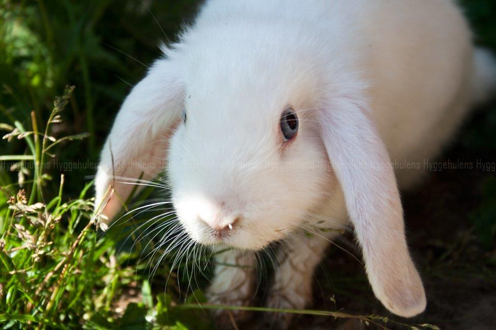 Kanin Hyggehulen's Barbosa billede 13