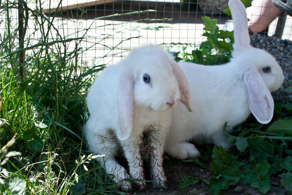 Kanin Hyggehulen's Barbosa billede 14