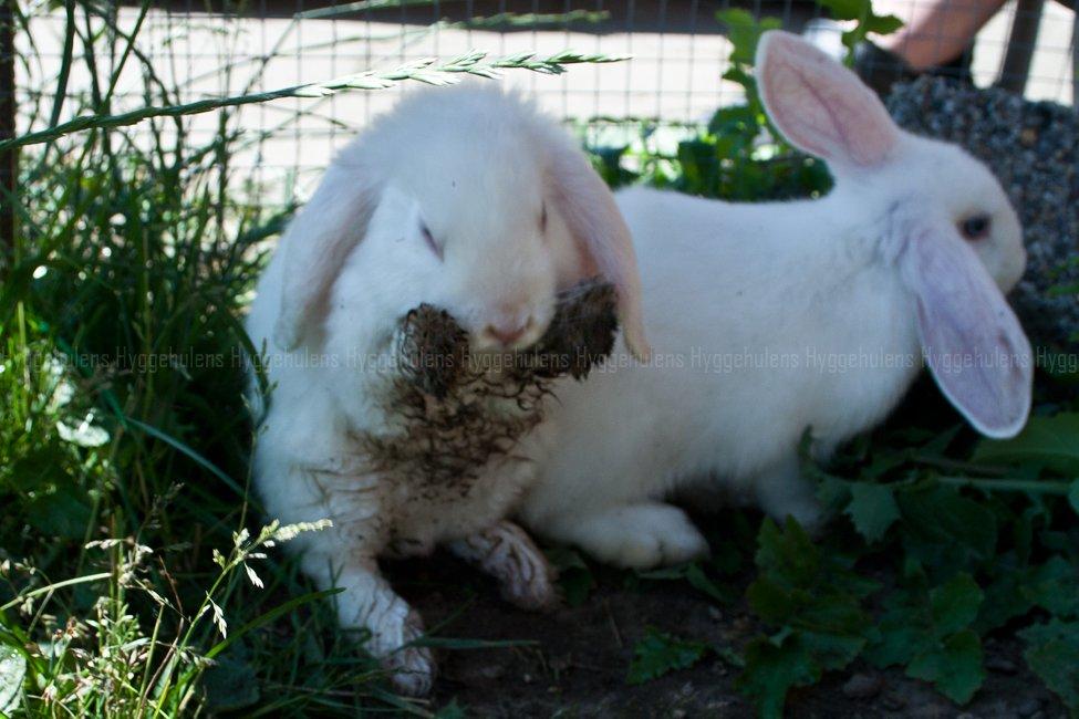 Kanin Hyggehulen's Barbosa billede 15