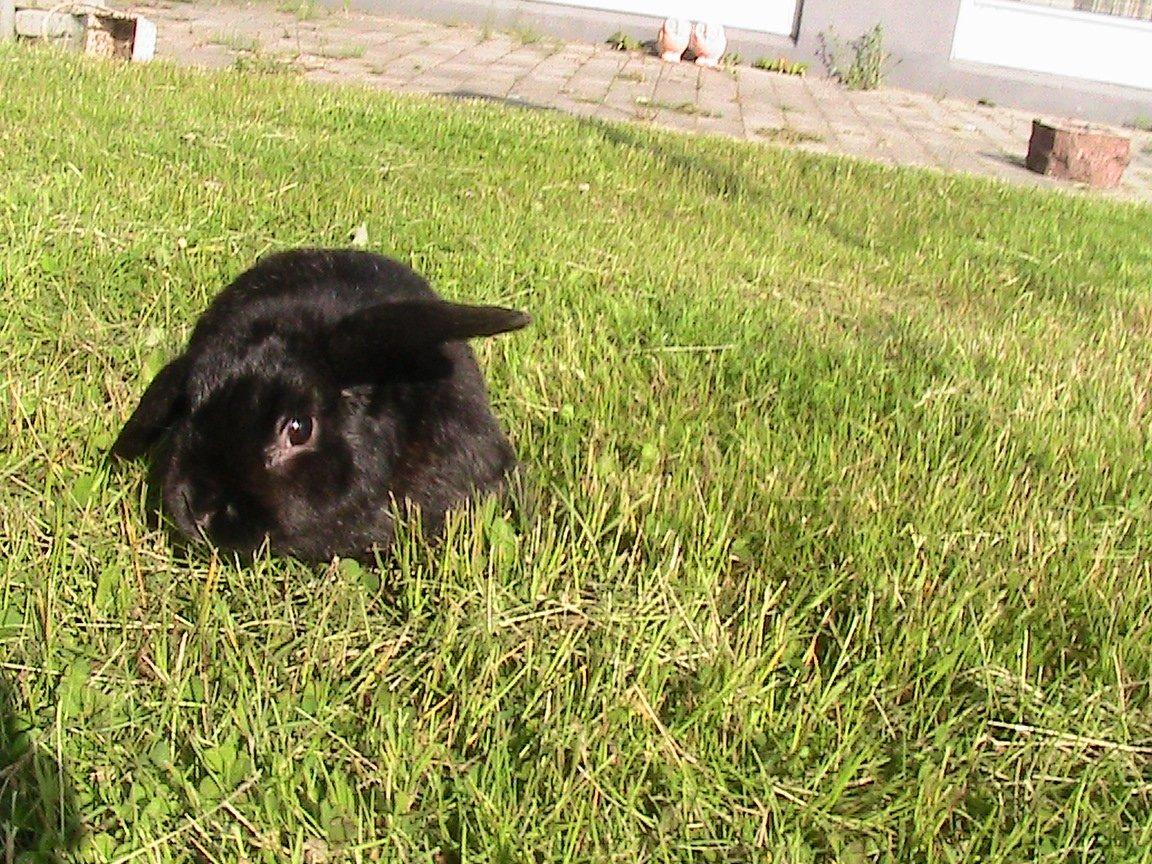 Kanin Blackie billede 17